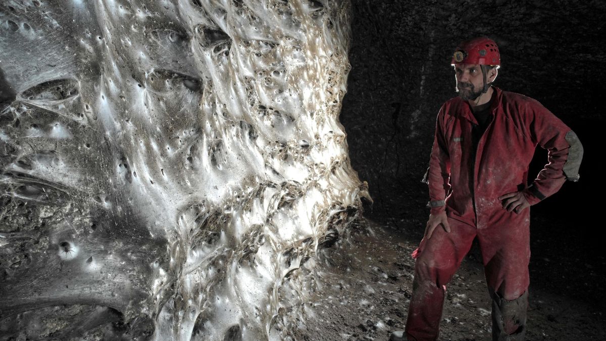 Fotky: Houbovitá a smradlavá. Největší pavučinu světa obývá 111 tisíc pavouků